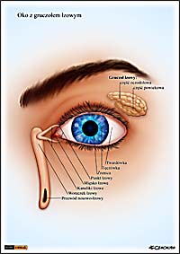 ilustracja medyczna, naukowa, anatomiczna - budowa oka ludzkiego