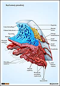 ilustracja medyczna, naukowa, anatomiczna - budowa oka ludzkiego