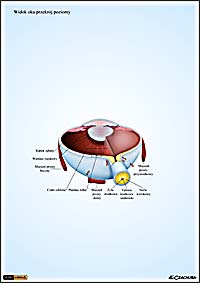 ilustracja medyczna, naukowa, anatomiczna - budowa oka ludzkiego