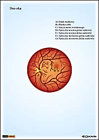 ilustracja medyczna, naukowa, anatomiczna - budowa oka ludzkiego