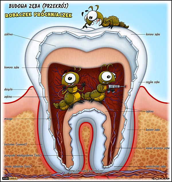 ilustracja medyczna, naukowa, anatomiczna - Budowa zęba ludzkiego