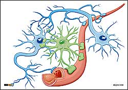 ilustracja medyczna, naukowa, anatomiczna - wizualizacja  komórek nerwowych, glejowcych i naczyń krwionośnych fizjologicznych
