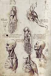 rysunki i szkice antamomiczne Leonarda da Vinci - ilustracja medyczna renesansu